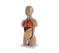 Human Anatomy Organ Model with Skeleton and Removable Organs 3D Teaching Aid on Base for Medical, Biology Education Human Torso Model