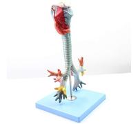Human Anatomy Pharynx Model for Education and Training Aid | Detailed pharynx model for effective teaching and learning in anatomy.