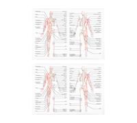 Human Anatomy Poster 2pcs Skeletal Muscle Diagram for Classroom Study