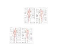 Human Anatomy Poster Teaching Picture Skeletal Muscle 2pcs for School