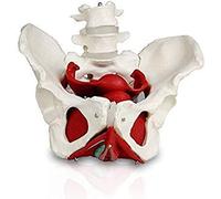 Human anatomy skeletal pattern of female basin Anatomical pattern with pelvic floor muscles and reproductive organs for