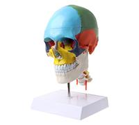Human Anatomy Skeleton Anatomical Model with Colored Cervical Vertebra Scu Teaching Models in Education of The Gifted