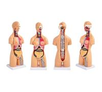 Human Anatomy Skeleton Model - Educational Teaching Tool, 55cm, 23 Pieces, Anatomical Bust Pattern Torso for Classroom Use