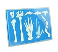 Human Anatomy Skeleton Model,Medical Anatomical Skeleton Vertebrate Forelimb Bone Comparison Model- for Medical EducationalAid Anatomical Model