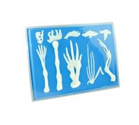 Human Anatomy Skeleton Model, Vertebrate Forelimb Comparison Set - Pigeon Bat Dolphin Horse & Human Upper Limb