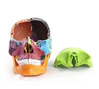 Human Anatomy skull bone anatomy color model, 15 realistic and accurate models flexibility and portable Model, 12 * 12 * 11 Cm