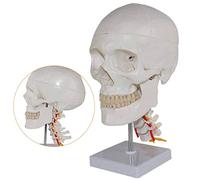 Human Anatomy Skull Model - Medical Anatomical Skull Head Model with Cervical Nerve - Pvc Material Human Anatomy Science Models - for Medical EducationalAid
