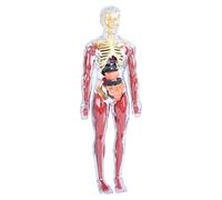 Human Anatomy Soft Model - Skeletal Organ Assembly, Childrens Science Set | Realistic Biology Educational Toy Interactive Body Structure Learning Ages Four Eight
