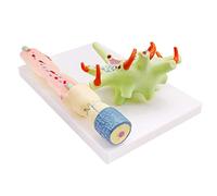 Human Anatomy Teaching Model for Schools with Cell Structure | Educational Human Anatomy Model for Schools - Enhance Biology Learning with Detailed Cell Structure Visualization