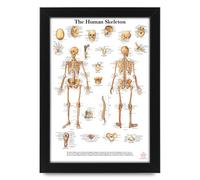 Human Anatomy - The Human Skeleton Chart | Educational Medical Posters for Study, Students & Professionals | Anatomy & Physiology Guide, Medical School Essentials (Unframed A3 (30x40cm))
