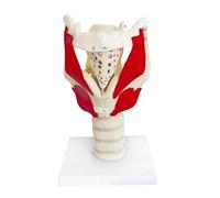 Human Anatomy Throat Model, Larynx Functional Model, for Demonstrate The Structure and Function Teaching molds