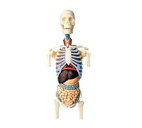 Human Anatomy Torso Human Body Model 4D Anatomical Of The Skeleton Medical Models Study Tools Teaching Models