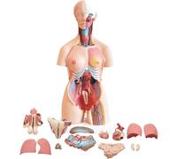 Human Anatomy Torso Model, 32 Parts Life Size 3D Body Anatomical Models with Removable Organ, Large Science Learning Tool for School Education Display