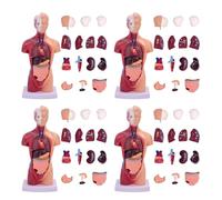 Human Anatomy Torso Model with 15 Removable Organs - 28 cm Educational Tool for Biology, Science Teaching, and Home Study