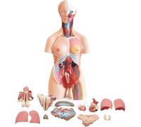 Human Anatomy Torso Model with 32 Removable Parts - 3D Anatomical Learning Tool for Medical Students and Education