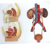 Human Anatomy Urinary System Model - Bladder Catheterization & Renal Kidney for Medical Education