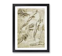 Human Anatomy Vol.1 By Leonardo Da Vinci Classic Painting Framed Print | A4 Black Framed Wall Art | Ready to Hang | Classic Historical Picture | Living Room Bedroom Lounge Office