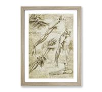 Human Anatomy Vol.1 By Leonardo Da Vinci Classic Painting Framed Print | A4 Oak Framed Wall Art | Ready to Hang | Classic Historical Picture | Living Room Bedroom Lounge Office