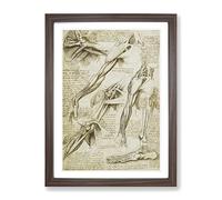 Human Anatomy Vol.1 By Leonardo Da Vinci Classic Painting Framed Wall Art Print, Ready to Hang Picture for Living Room Bedroom Home Office Décor, Walnut A4 (34 x 25 cm)