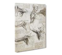 Human Anatomy Vol.3 By Leonardo Da Vinci Canvas Print | Gallery Wrapped 30mm Frame Wall Art | 30x20 inches | Ready to Hang | Classic Picture | Living Room Bedroom Lounge Office