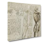 Human Anatomy Vol.6 by Leonardo da vinci Canvas Print | Gallery Wrapped 30mm Frame Wall Art | 14x14 inches | Ready to Hang | Classic Picture | Living Room Bedroom Lounge Office
