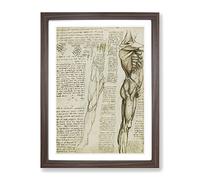 Human Anatomy Vol.6 By Leonardo Da Vinci Classic Painting Framed Wall Art Print, Ready to Hang Picture for Living Room Bedroom Home Office Décor, Walnut A2 (64 x 46 cm)