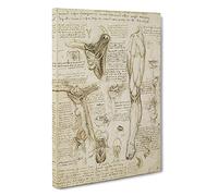Human Anatomy Vol.7 By Leonardo Da Vinci Canvas Print | Gallery Wrapped 30mm Frame Wall Art | 30x20 inches | Ready to Hang | Classic Picture | Living Room Bedroom Lounge Office