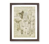 Human Anatomy Vol.7 By Leonardo Da Vinci Classic Painting Framed Print | A4 Walnut Framed Wall Art | Ready to Hang | Classic Historical Picture | Living Room Bedroom Lounge Office