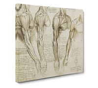Human Anatomy Vol.8 by Leonardo da vinci Canvas Print | Gallery Wrapped 30mm Frame Wall Art | 14x14 inches | Ready to Hang | Classic Picture | Living Room Bedroom Lounge Office