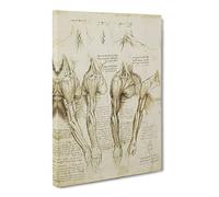 Human Anatomy Vol.8 By Leonardo Da Vinci Canvas Print | Gallery Wrapped 30mm Frame Wall Art | 24x16 inches | Ready to Hang | Classic Picture | Living Room Bedroom Lounge Office