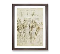 Human Anatomy Vol.8 By Leonardo Da Vinci Classic Painting Framed Print | A4 Walnut Framed Wall Art | Ready to Hang | Classic Historical Picture | Living Room Bedroom Lounge Office