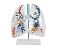 Human Anay Lung Model - Transparent Lung Segment Breathe System Model Trachea Bronchial Tree Model for Science Classroom Study Display Teaching Aids