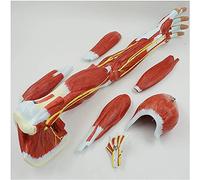 Human Arm Anatomical Muscle Model - 7 Piece Anatomy Model for Teaching and Learning - Detailed Muscular Hand and Arm Design