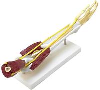 Human Arm Anatomy Model, Life Size Upper Limb Skeleton with Vascular and Ligament Details for Medical Learning and Educational Research