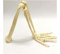 Human Arm Joint Model - Upper Limb Bone Model - Anatomy Model Hand Joint Anatomical Skeleton Model - Anatomy Human Arm Joint Bone Skeleton Model,A