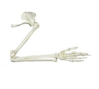 Human Arm Skeleton Model, Anatomical Anatomical Study Life Size Joint Study Life Size