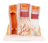 Human Arteriovenous Blood Vessel Model Organ Anatomy Magnified Hierarchical Structure Body Model Arterial Vein Structure Anatomical Model Human Organ Anatomy Model Blood Vessel Model
