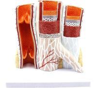 Human Arteriovenous Blood Vessel Model Organ Anatomy Magnified Hierarchical Structure Body Model Arterial Vein Structure Anatomical Model Human Organ Anatomy Model Blood Vessel Model