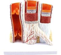 Human Arteriovenous Blood Vessel Model Organ Anatomy Magnified Hierarchical Structure Body Model Arterial Vein Structure Anatomical Model-Human Organ Anatomy Model Blood Vessel Model
