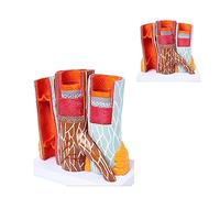 Human Arteriovenous Model Anatomy Model 14 X Blood Vessel Anatomical Model Human Body Model Model Organs Model Arteriovenous Cardiovascular Model Study Education 23X25x13cm