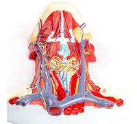Human Arteriovenous Neck Model, Human Organ Anatomy Model, Arteriovenous Neck Model,of Cervical Anterior Muscle - for Study Teaching Display Medical Model