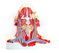 Human Arteriovenous Neck Model,with Muscles Nerves Blood Vessels Cartilage, Bones, for Human Neck Anatomical Research Study Teaching Display.