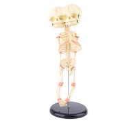 Human Baby Deformed for Head Skull Research Model Skeleton Anatomical Anatomy Teaching Display Human Skull Model with Markings