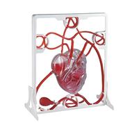 Human Beat and Blood Circulatory System Model, eaching Model with Squeeze Ball Pump, High Simulation Learn How to Protect Your Heart, for Classroom and Cardiology Study.