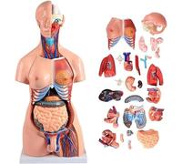 Human Bi Torso Model - 85cm, 23 Piece Chest Anatomy Model with Organs, Anatomical Skeleton Model for Medical Study and T