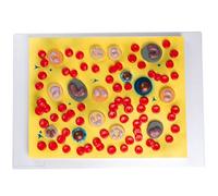 Human Blood Cell Model, Anatomy Teaching Model, Enlarged Model with Cellular Detail of Plasma, Platelets, Granulocytes and Monocytes, Medical Model Studying