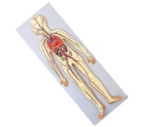 Human Blood Circulation Model Heart Arteries Veins Neurovascular Organs Anatomy Model as Medical Teaching Aids (A)