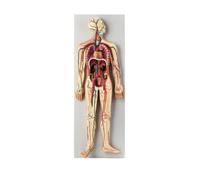 Human Blood Circulation System Model - Systemic & Pulmonary Circulation, Heart Artery & Vein Anatomy Model