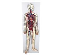 Human Blood Circulatory System Model, 1/2 Natural Size Thoracic Organs Anatomy Model with Heart, Arteries, Veins for Classroom, Science Lab, Medical Learning.