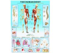 Human body